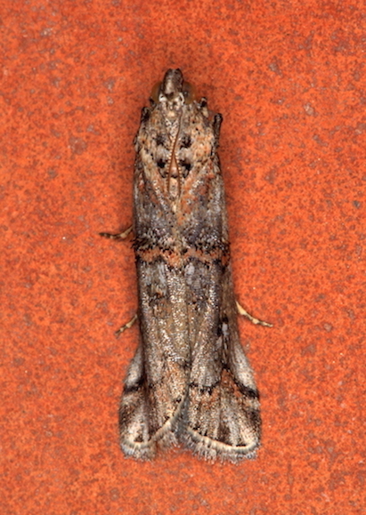 Pyralidae - Pempelia palumbella